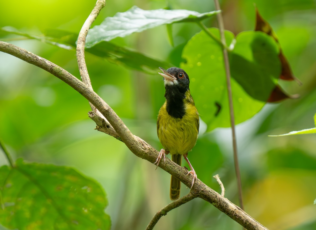 Yellow-breasted Tailorbird - ML635886036