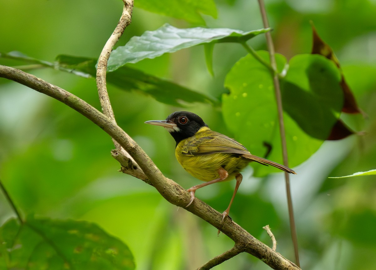 Yellow-breasted Tailorbird - ML635886037