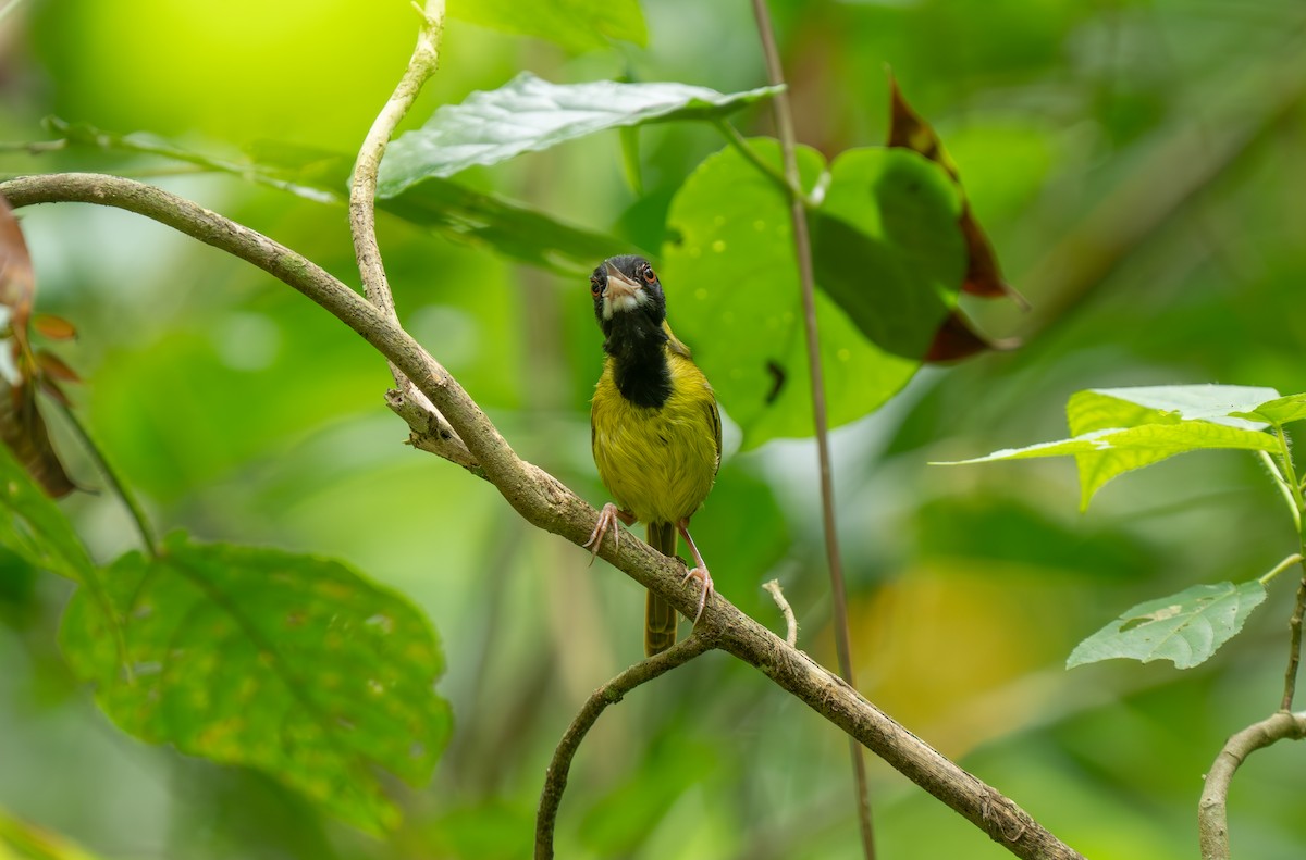 Yellow-breasted Tailorbird - ML635886038