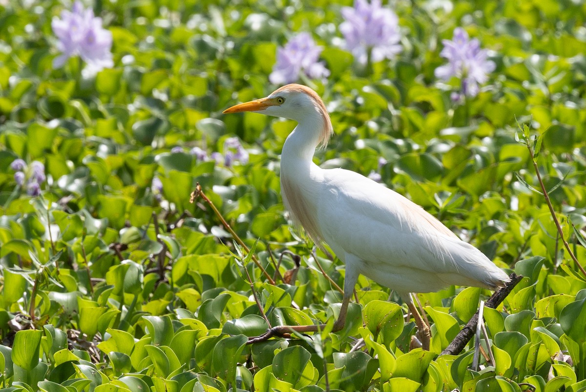 Western Cattle-Egret - ML635886077