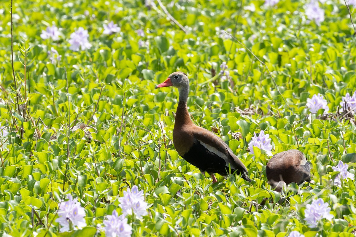 Black-bellied Whistling-Duck - ML635886109