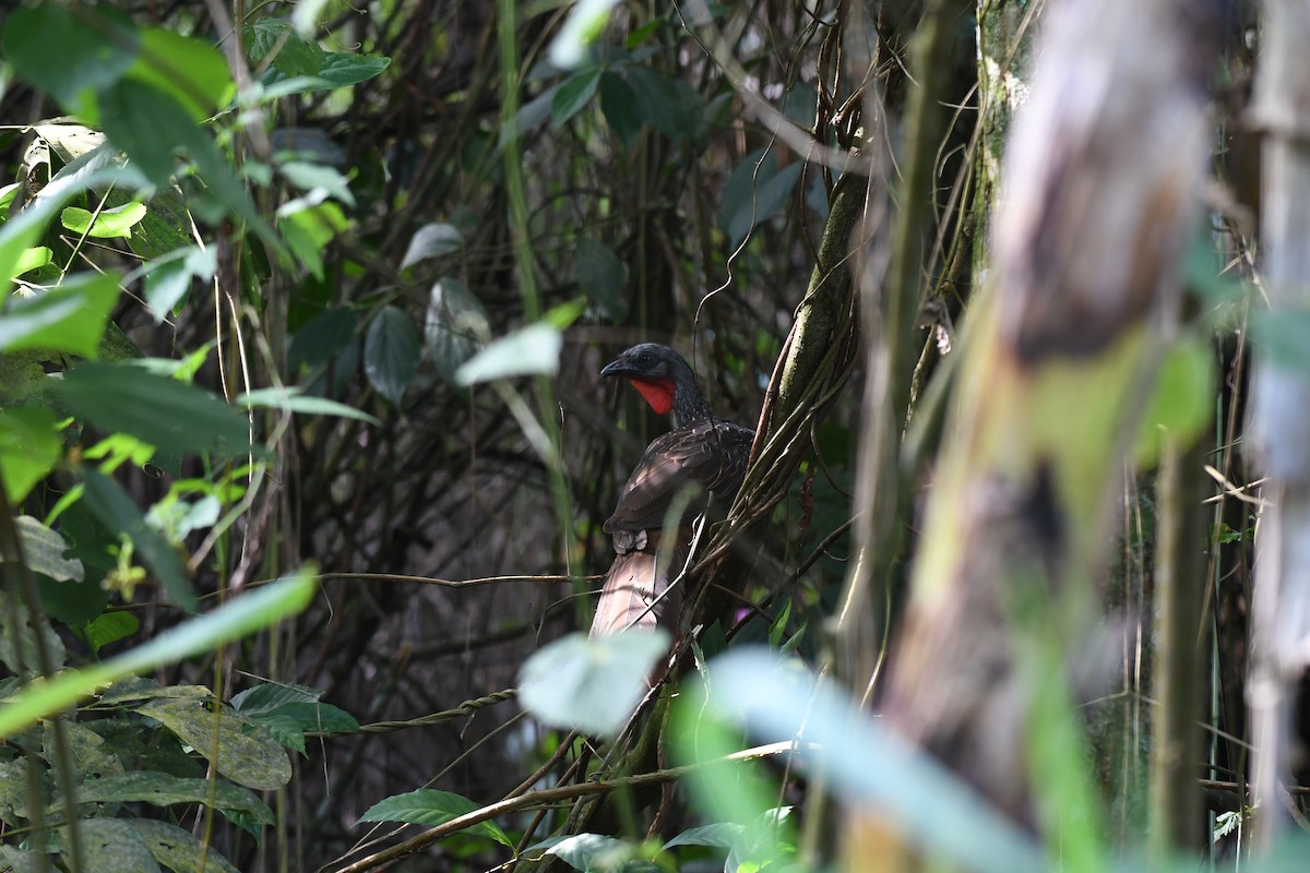 Band-tailed Guan - ML635886145