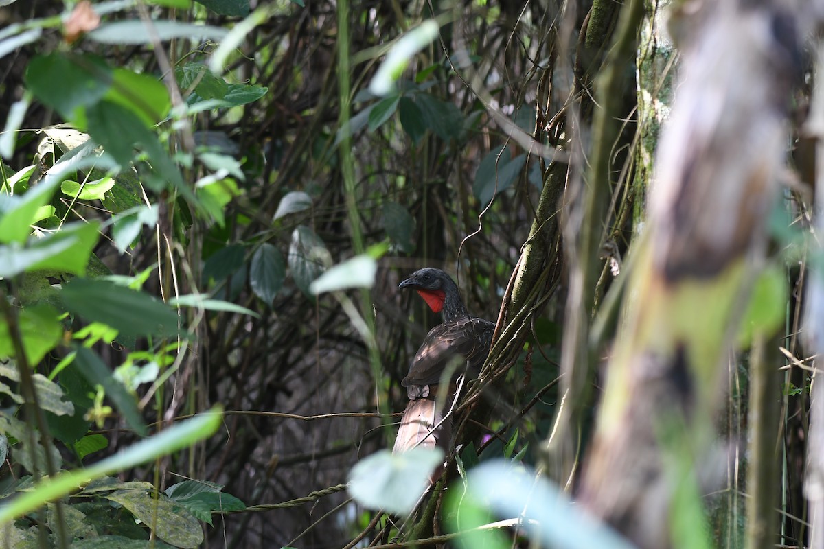 Band-tailed Guan - ML635886146