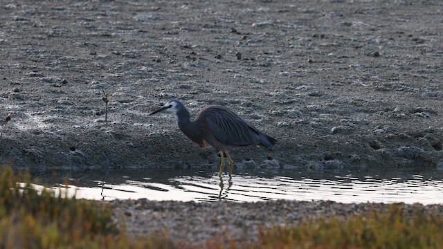 Weißwangenreiher - ML635886327