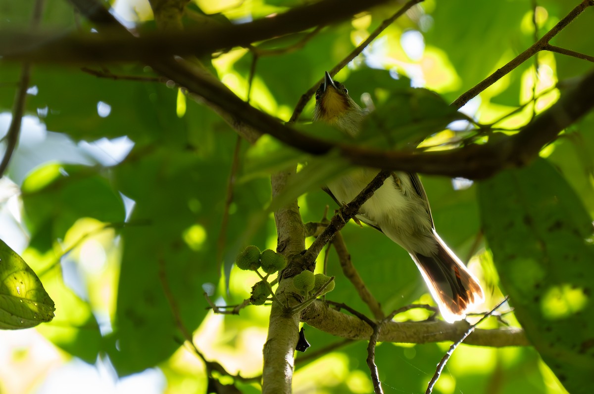 Visayan Babbler - ML635886329