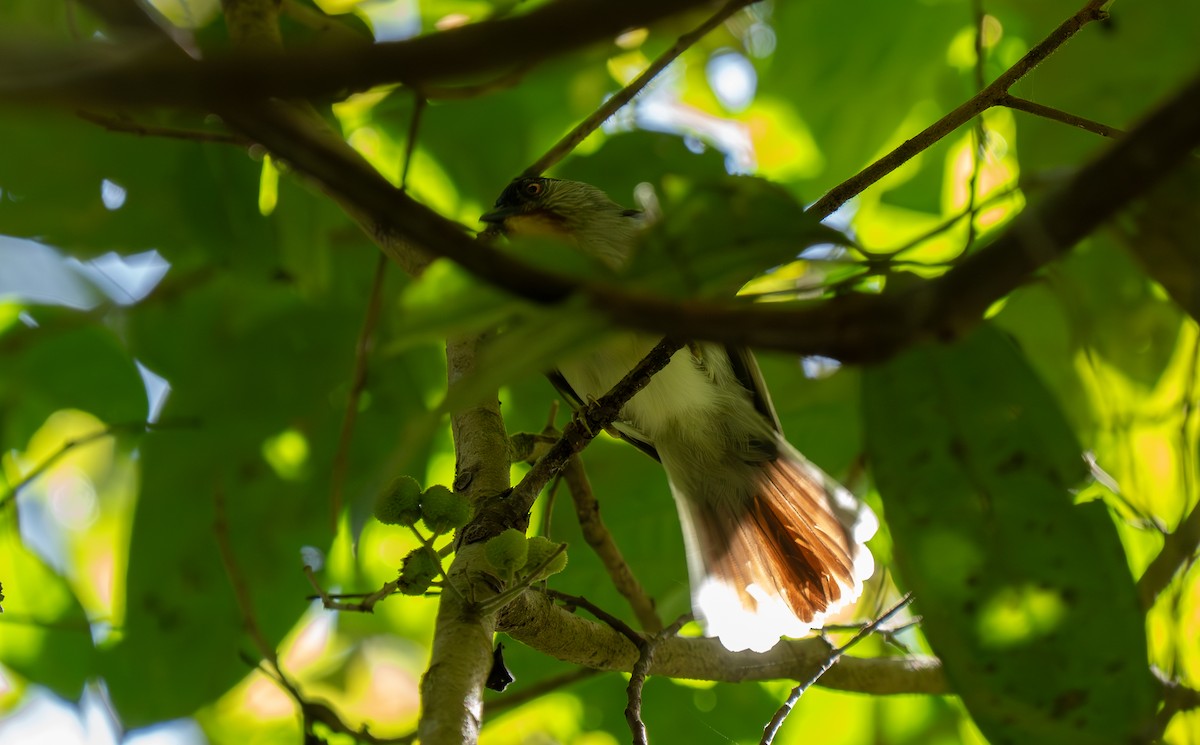 Visayan Babbler - ML635886330