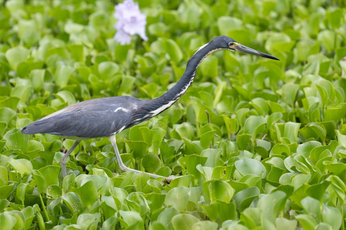 Tricolored Heron - ML635886397