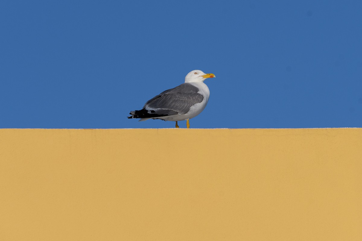 Yellow-legged Gull - ML635886417