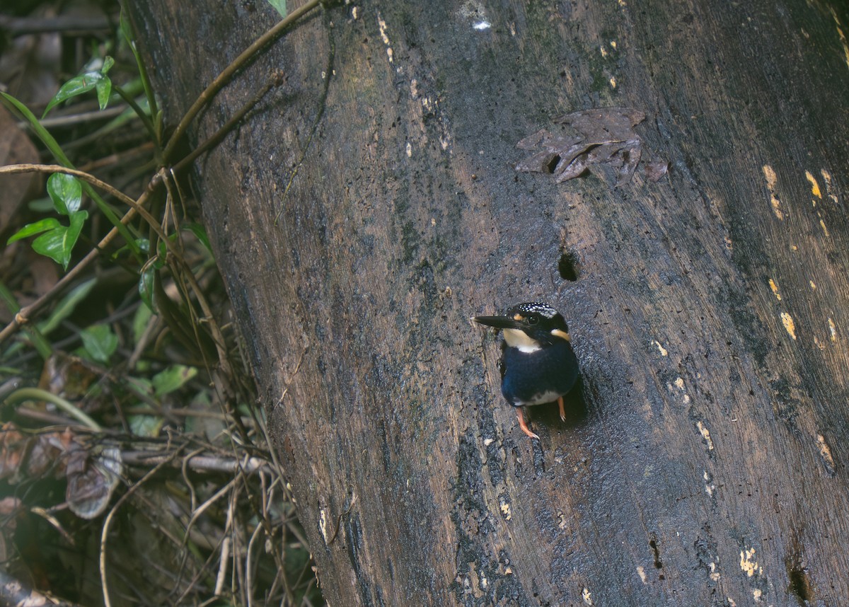 Northern Silvery-Kingfisher - ML635886493