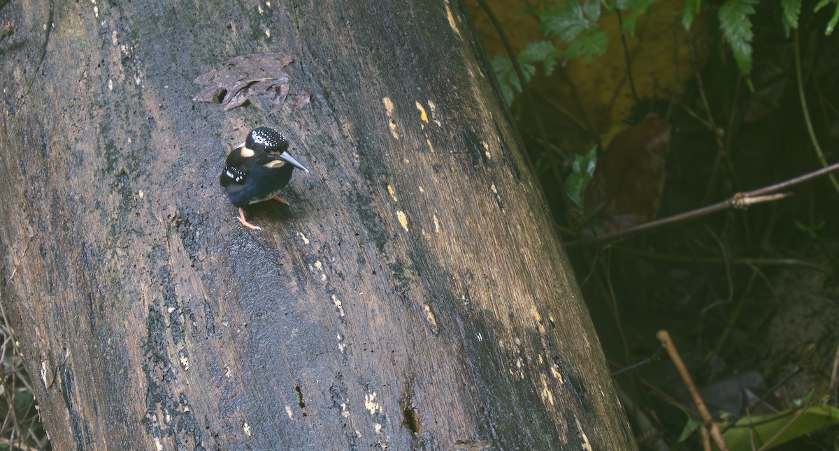 Northern Silvery-Kingfisher - ML635886494