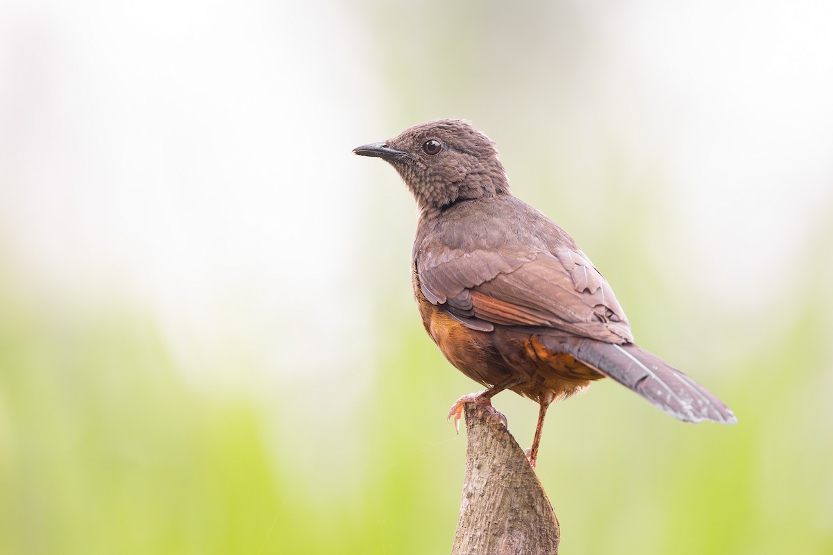 White-tailed Ant-Thrush - ML635886514