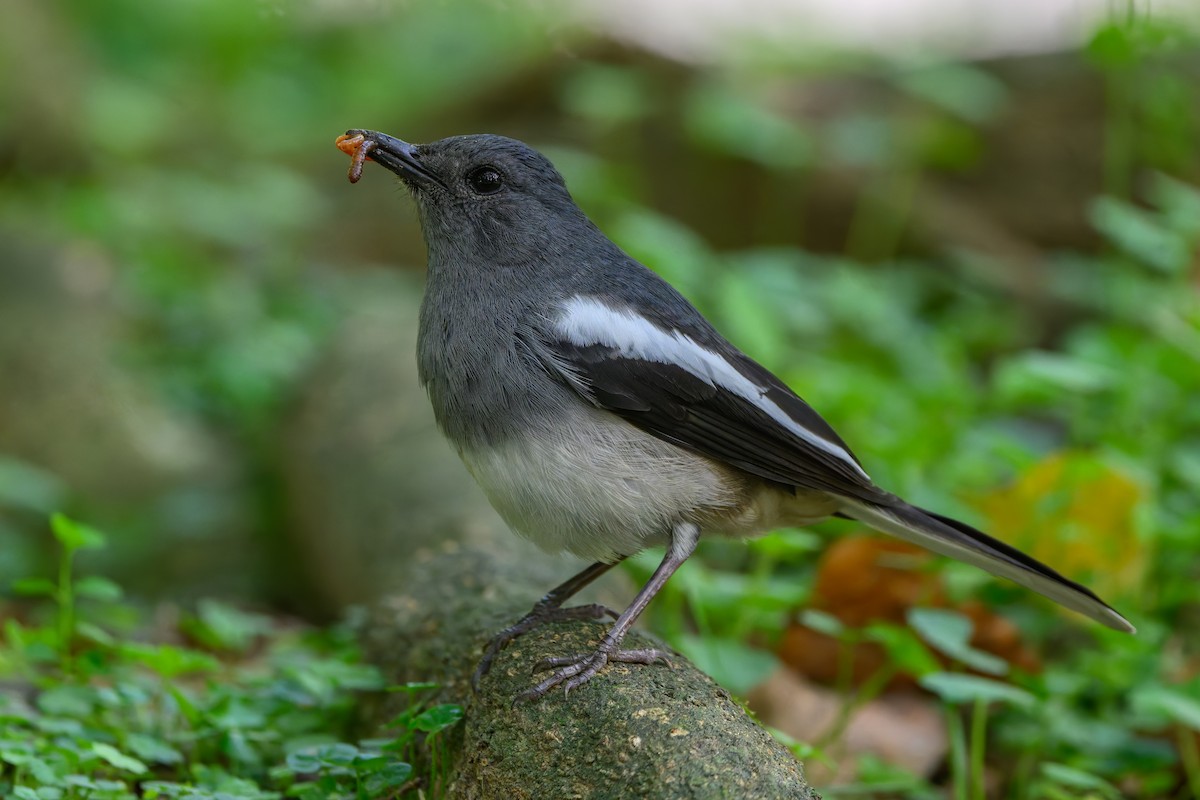 Oriental Magpie-Robin - ML635886538