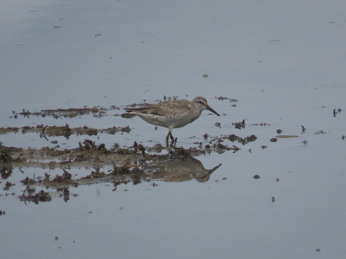 Шармаг элсэг - ML635886546