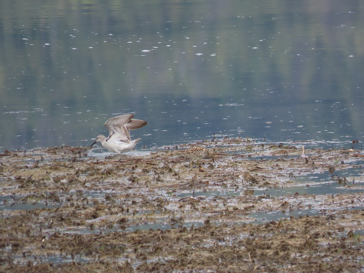 Шармаг элсэг - ML635886547