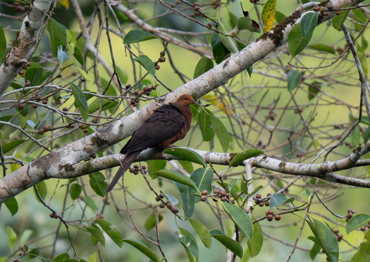 Philippine Cuckoo-Dove - ML635886554