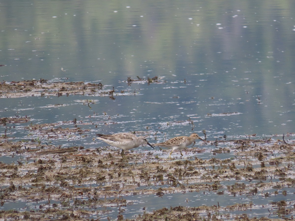 Шармаг элсэг - ML635886562