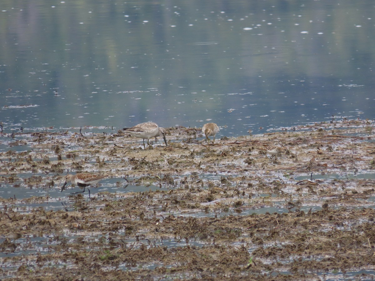 Шармаг элсэг - ML635886563