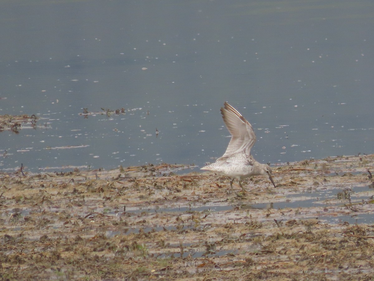 Шармаг элсэг - ML635886583