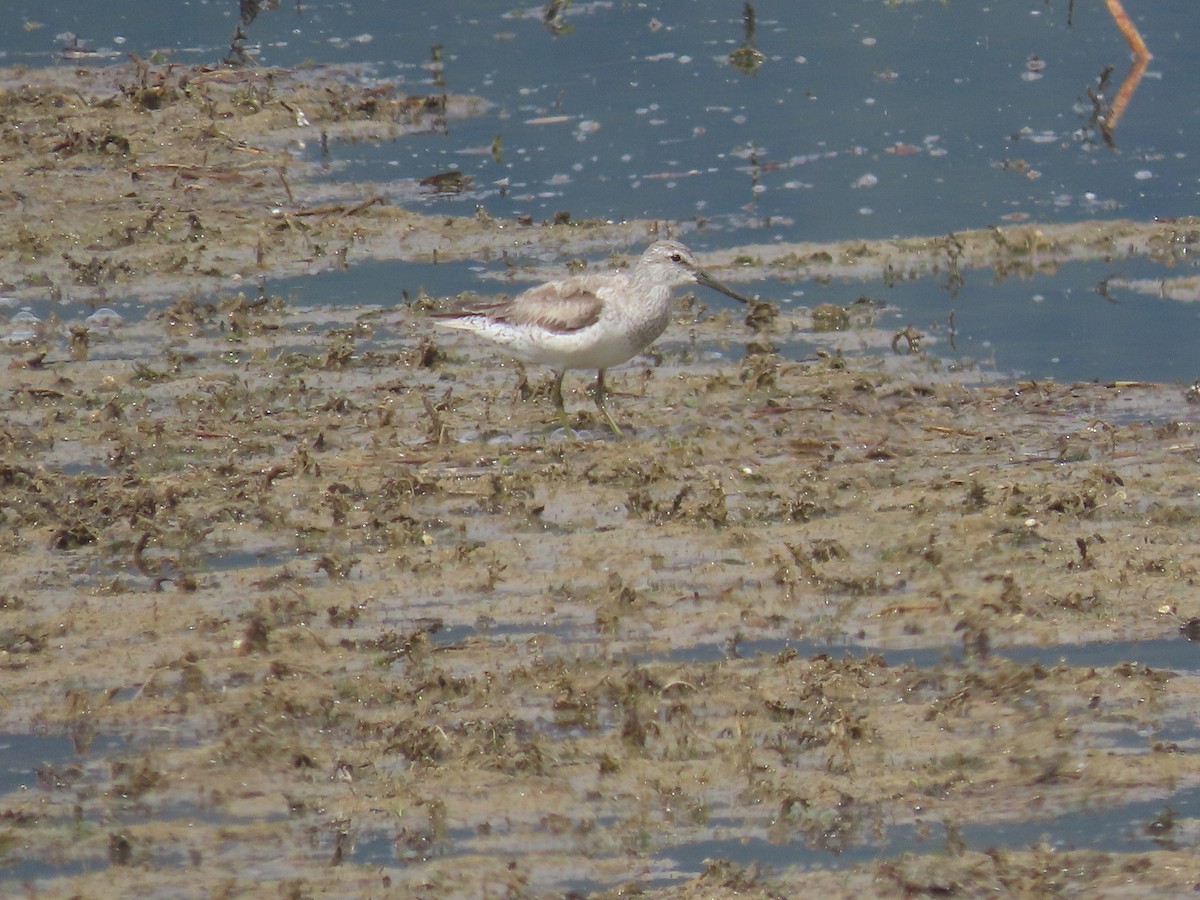 Шармаг элсэг - ML635886584