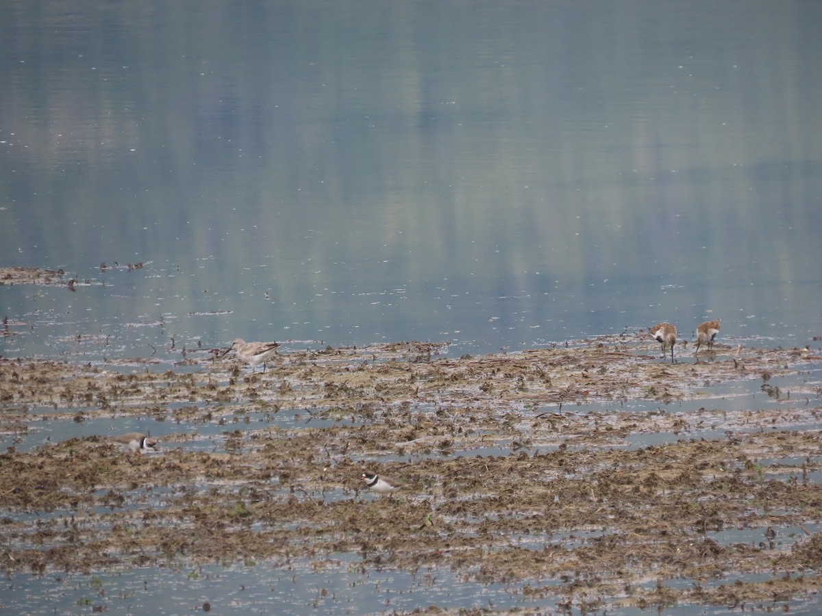 Шармаг элсэг - ML635886585