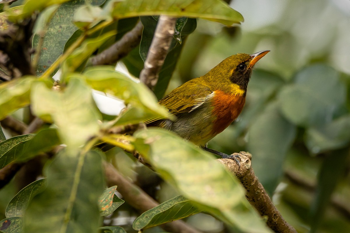 Guira Tanager - ML635886603