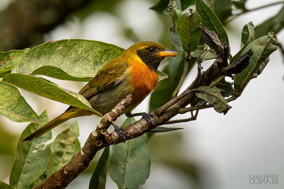 Guira Tanager - ML635886604