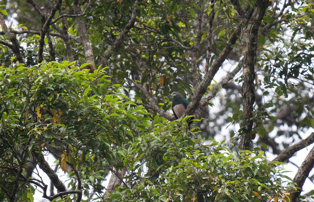 Pink-bellied Imperial-Pigeon - ML635886622