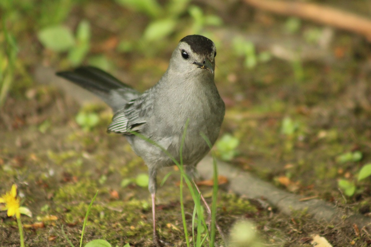 Gray Catbird - ML635886635