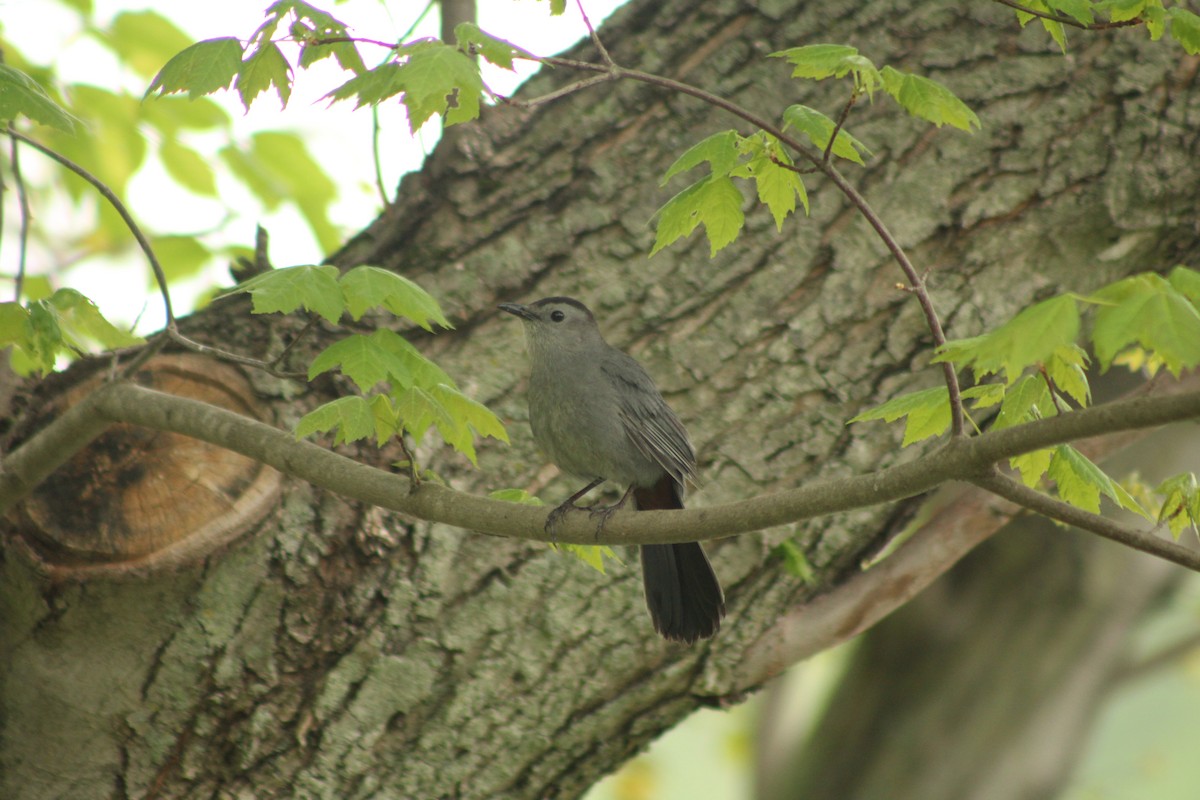 Gray Catbird - ML635886636