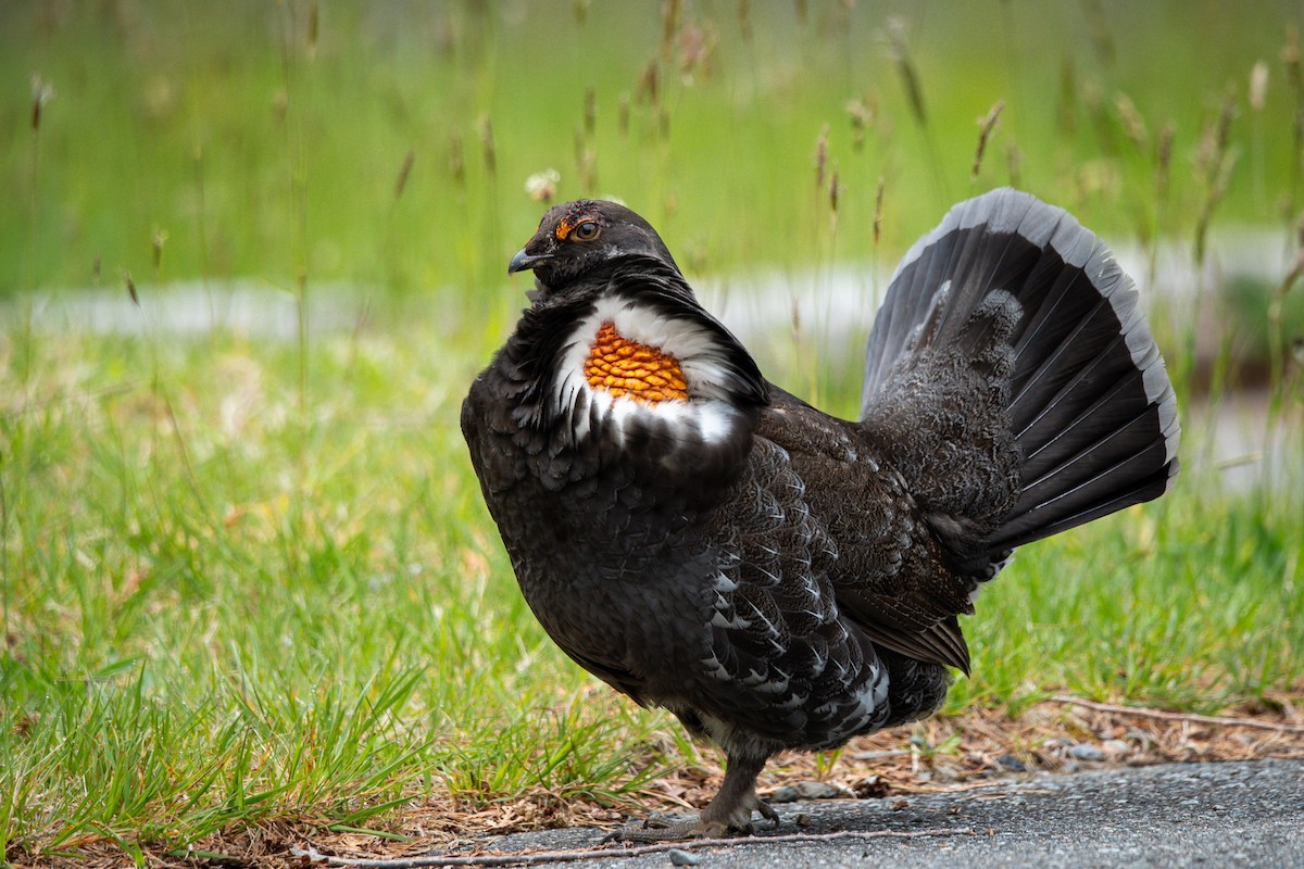 Sooty Grouse - ML635886644