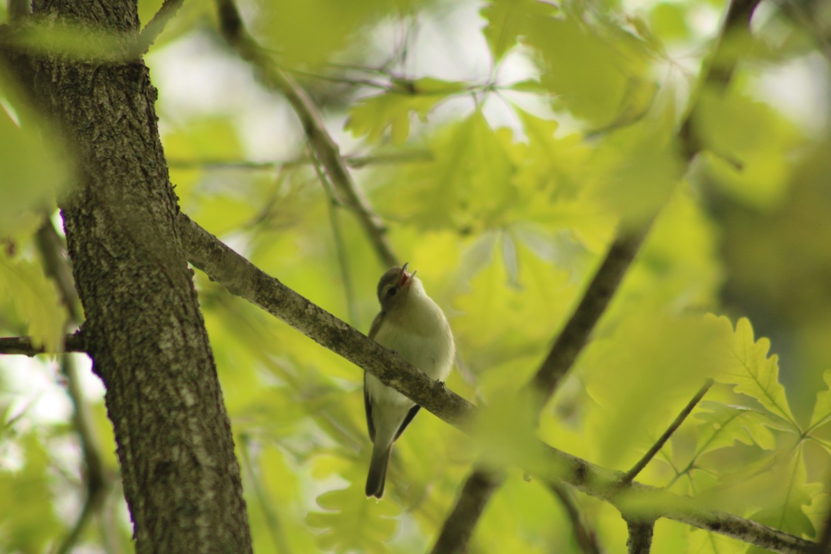 Warbling Vireo - ML635886652