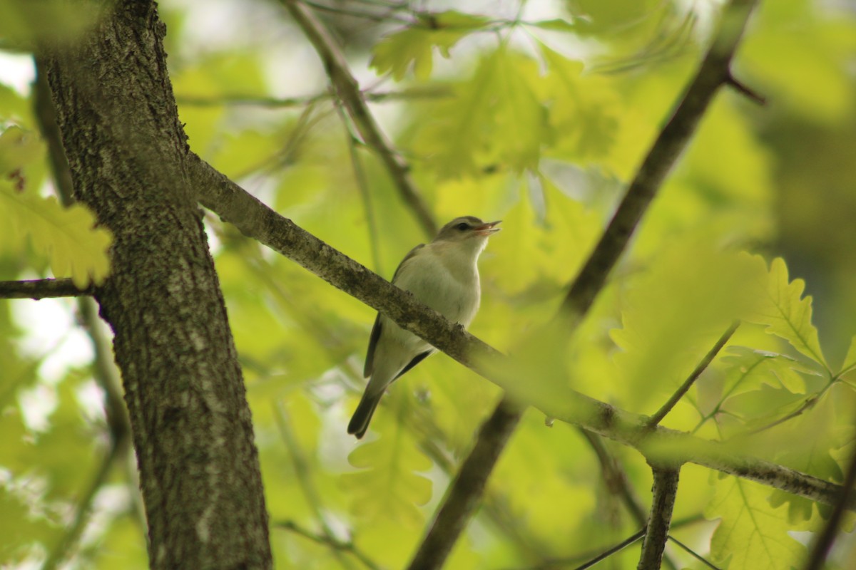 Warbling Vireo - ML635886653