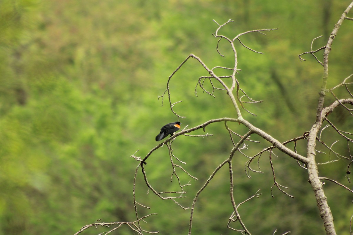 Red-winged Blackbird - ML635886680