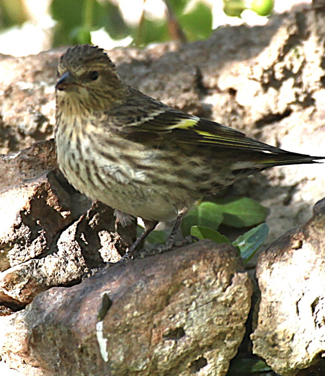 Pine Siskin - ML635886951