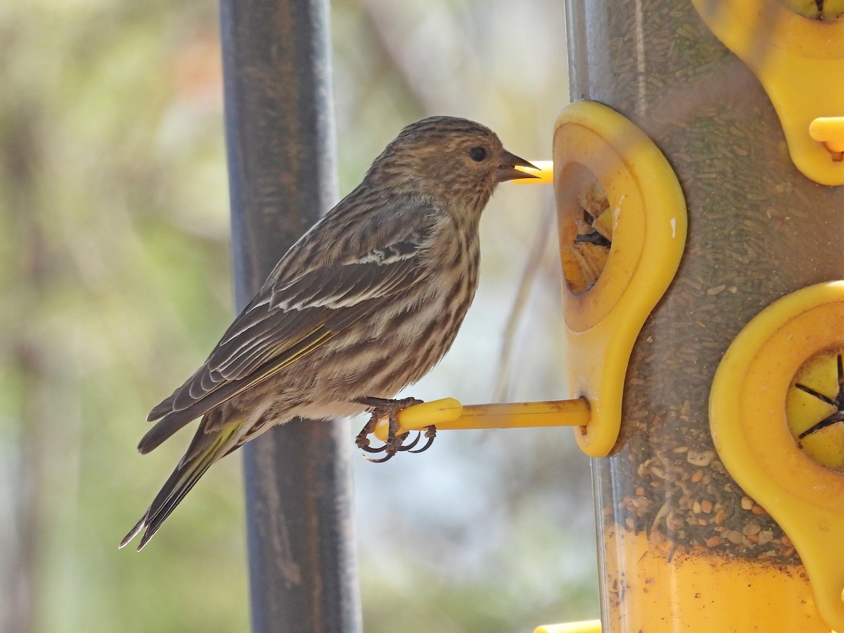 Pine Siskin - ML635886952