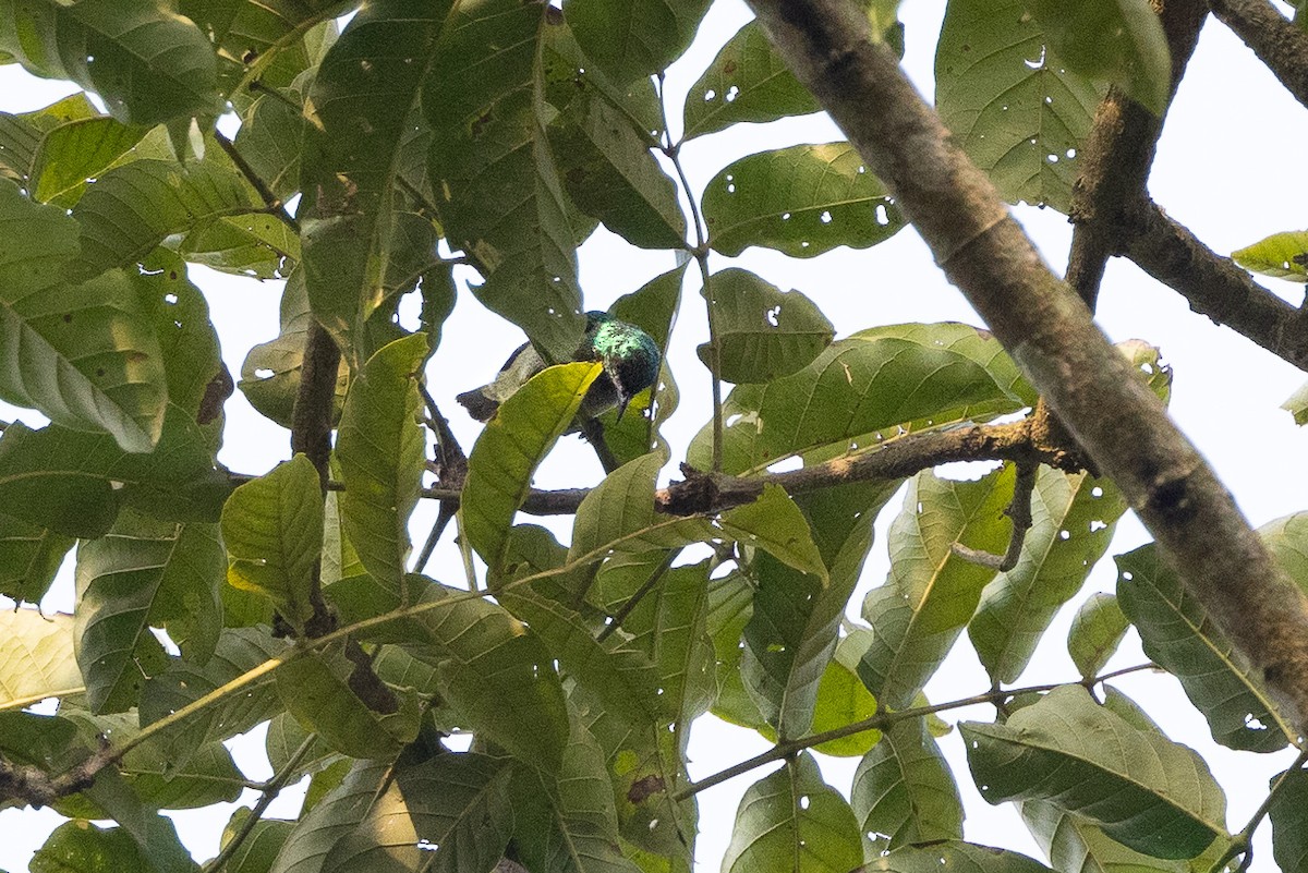 Green-headed Sunbird (Green-headed) - ML635887018