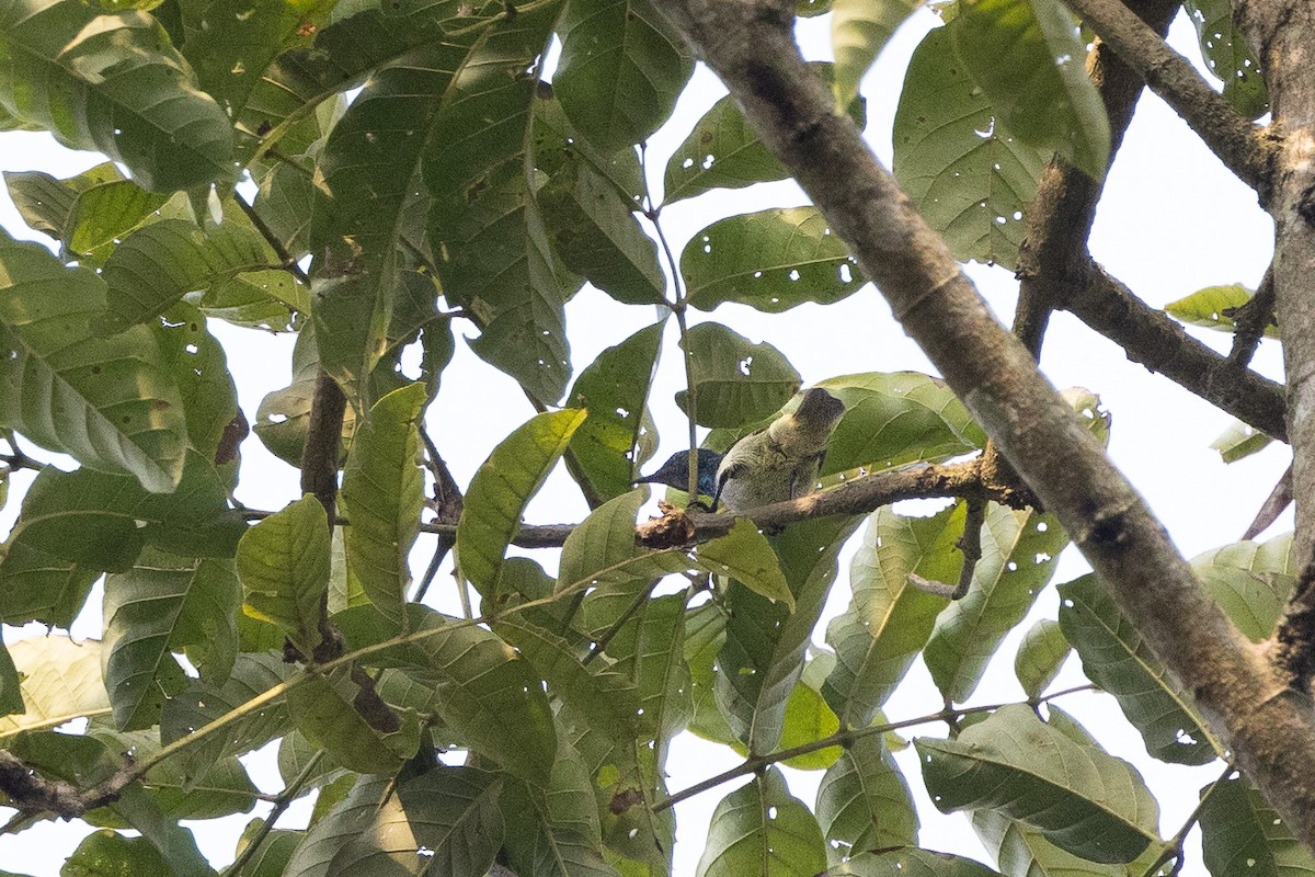 Green-headed Sunbird (Green-headed) - ML635887019