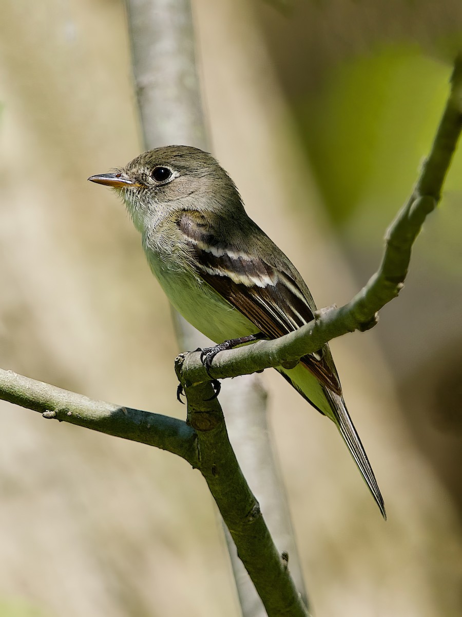 チビメジロハエトリ - ML635887108