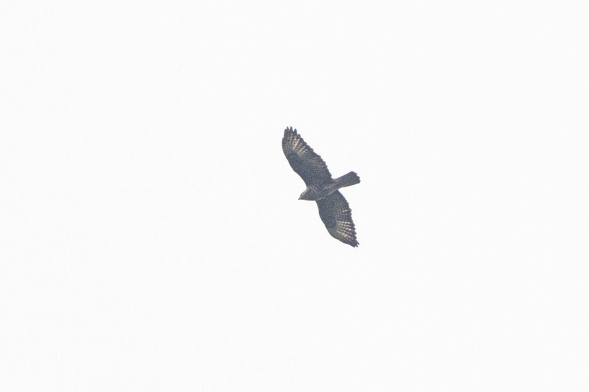 歐亞鵟(vulpinus/menetriesi) - ML635887158