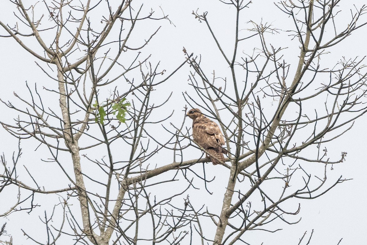 歐亞鵟(vulpinus/menetriesi) - ML635887159