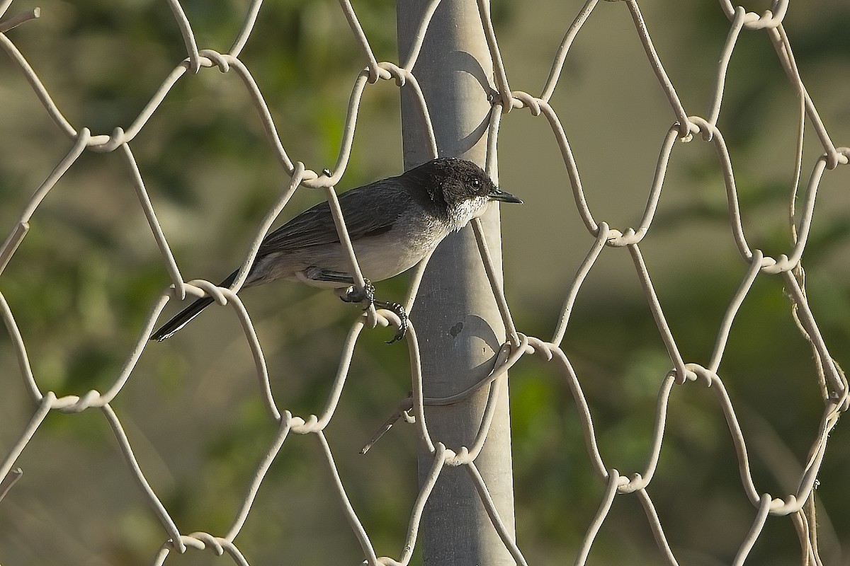 Arabian Warbler - ML635887181