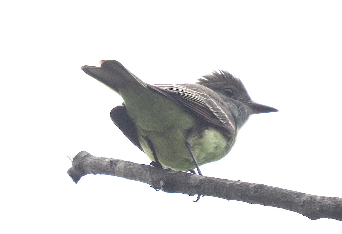 Great Crested Flycatcher - ML635887324