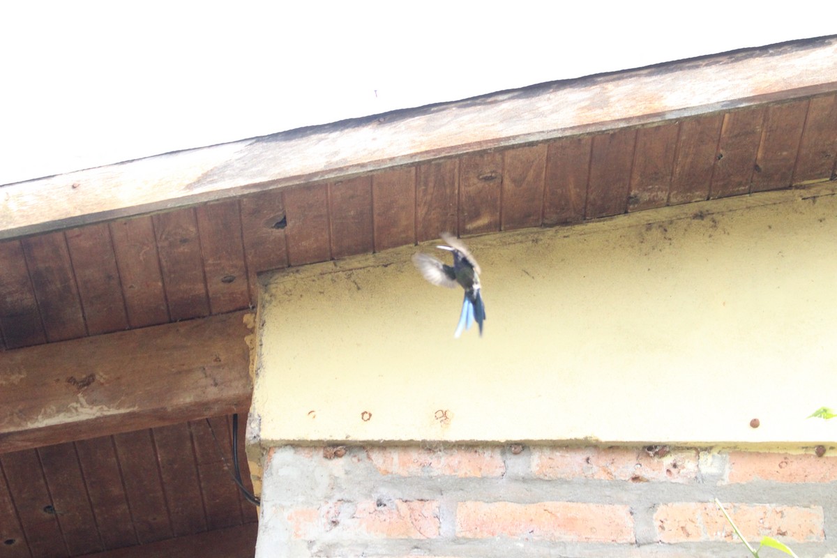 Swallow-tailed Hummingbird - ML635887334