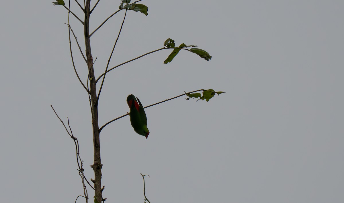 Philippine Hanging-Parrot - ML635887516