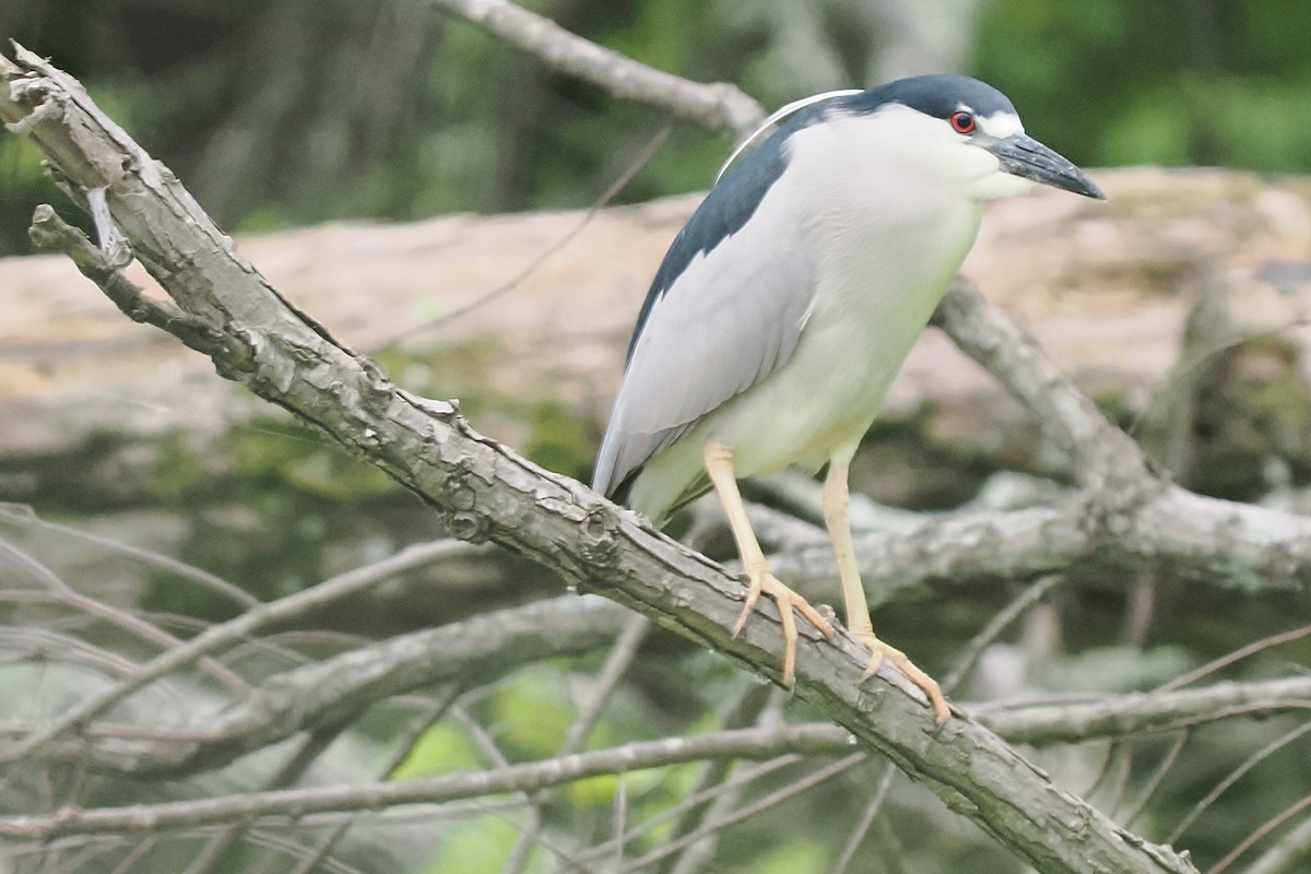Black-crowned Night Heron - ML635887582