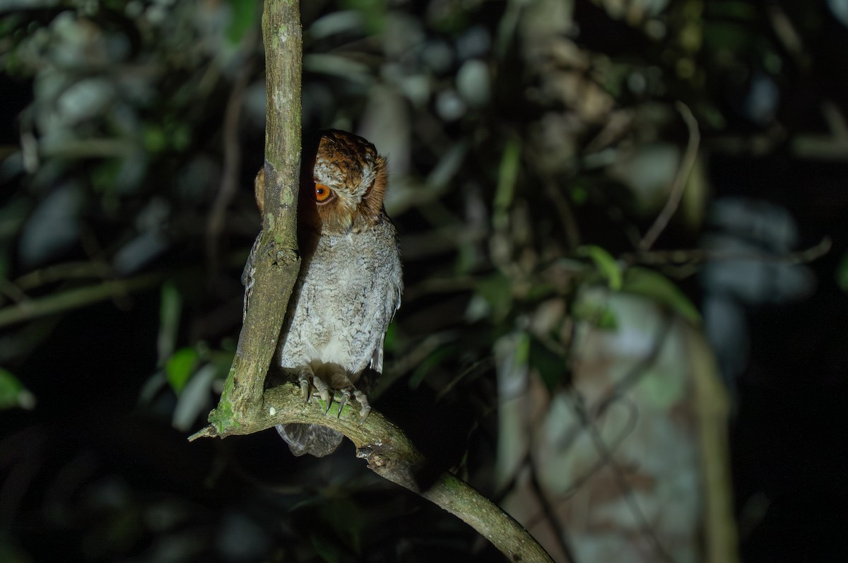 Negros Scops-Owl - ML635887753
