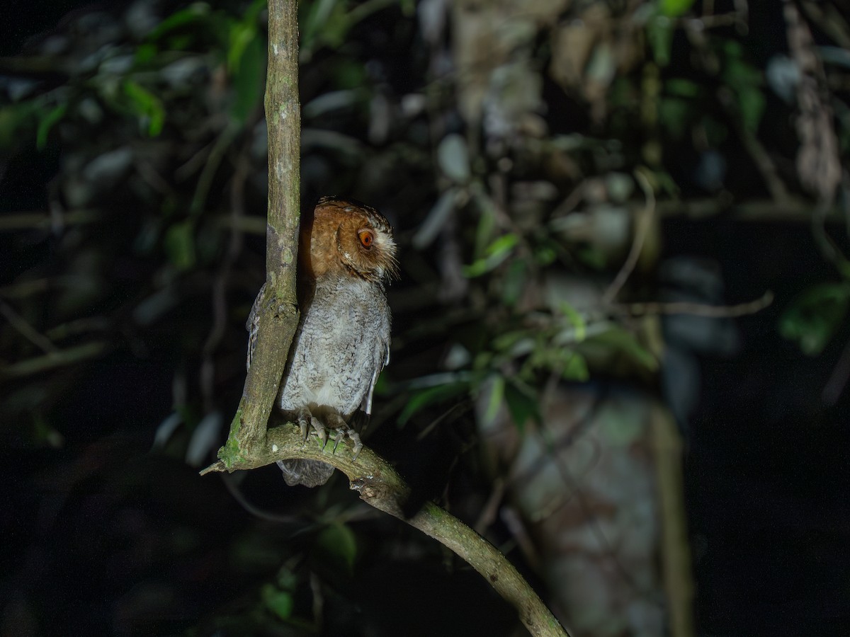 Negros Scops-Owl - ML635887754