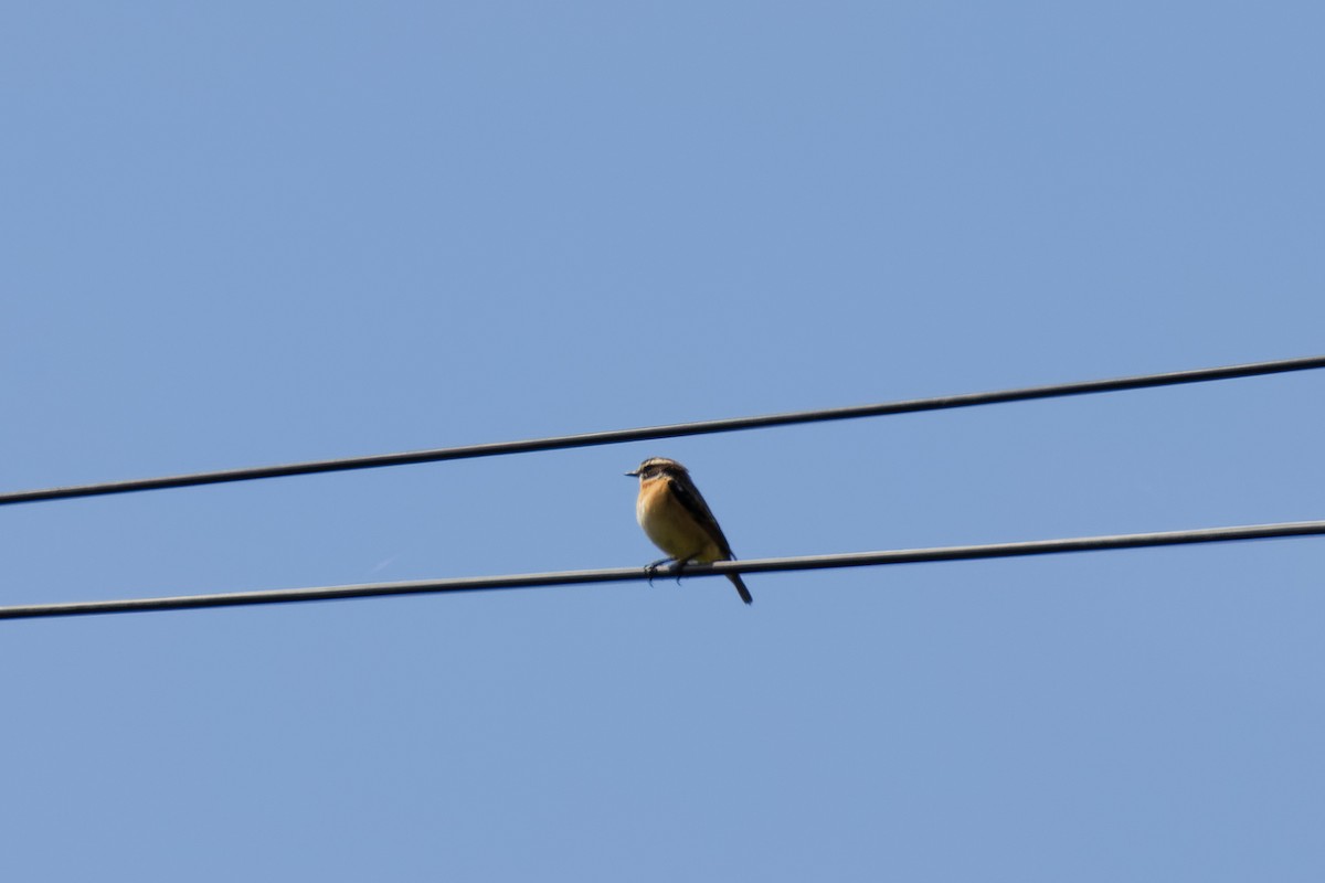 Whinchat - ML635887765