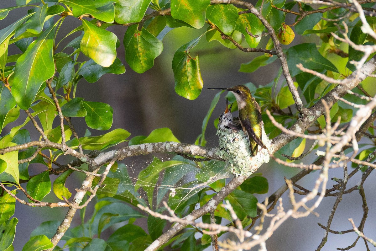 Ruby-throated Hummingbird - ML635887811