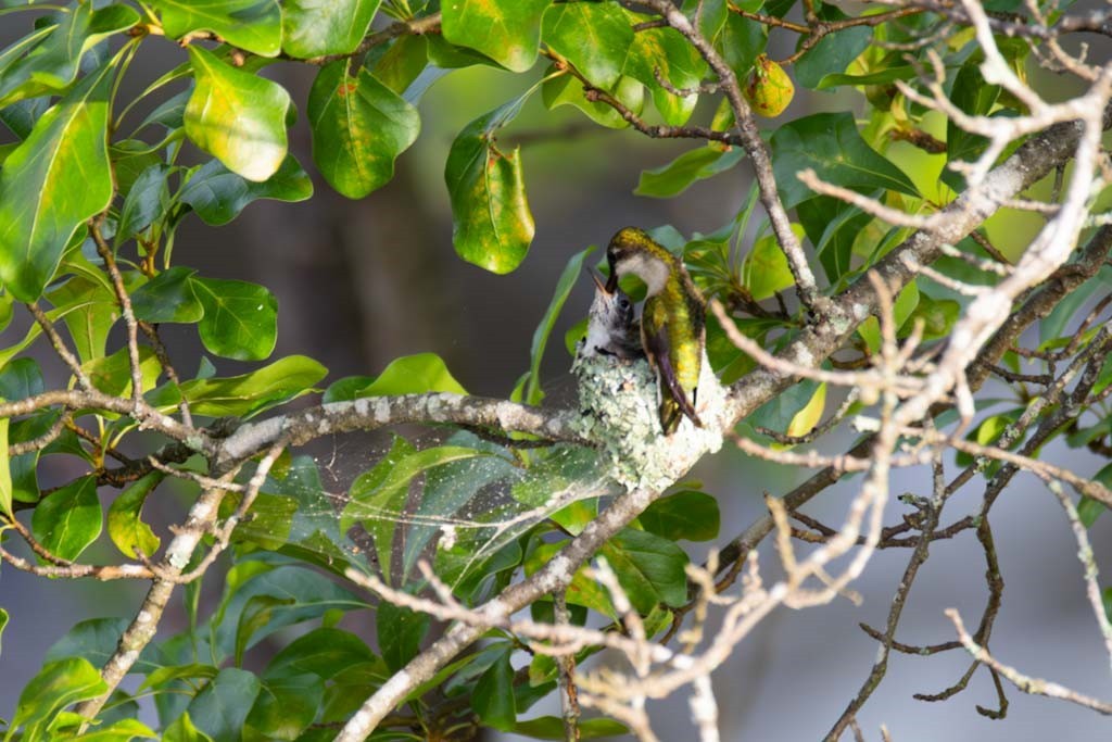 Ruby-throated Hummingbird - ML635887822